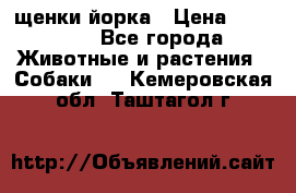 щенки йорка › Цена ­ 15 000 - Все города Животные и растения » Собаки   . Кемеровская обл.,Таштагол г.